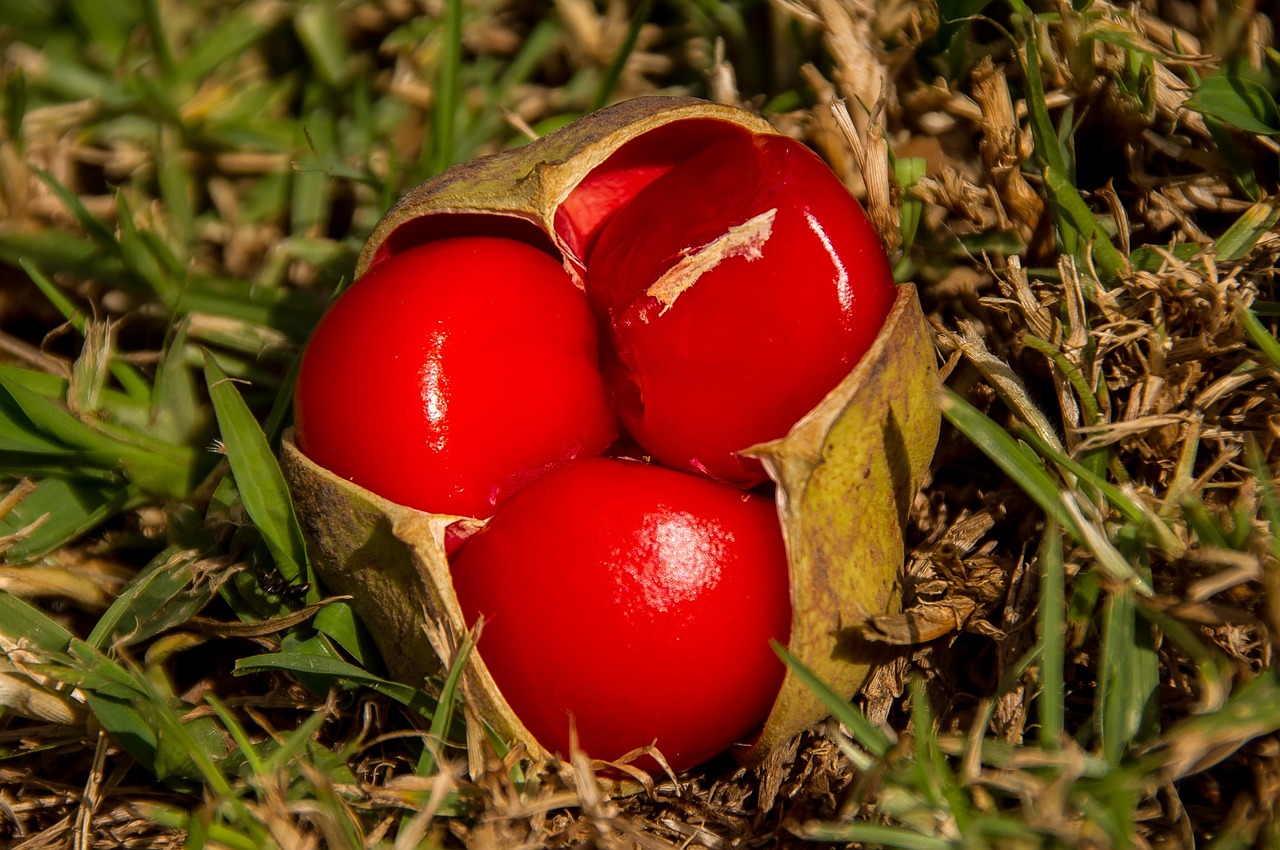 타마린드 추출물 (Tamarind Extract)