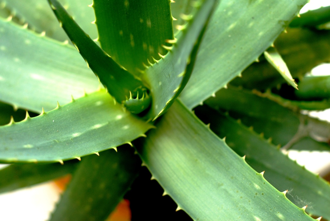 알로에베라글루코사이드 (Aloe Vera Glucoside)