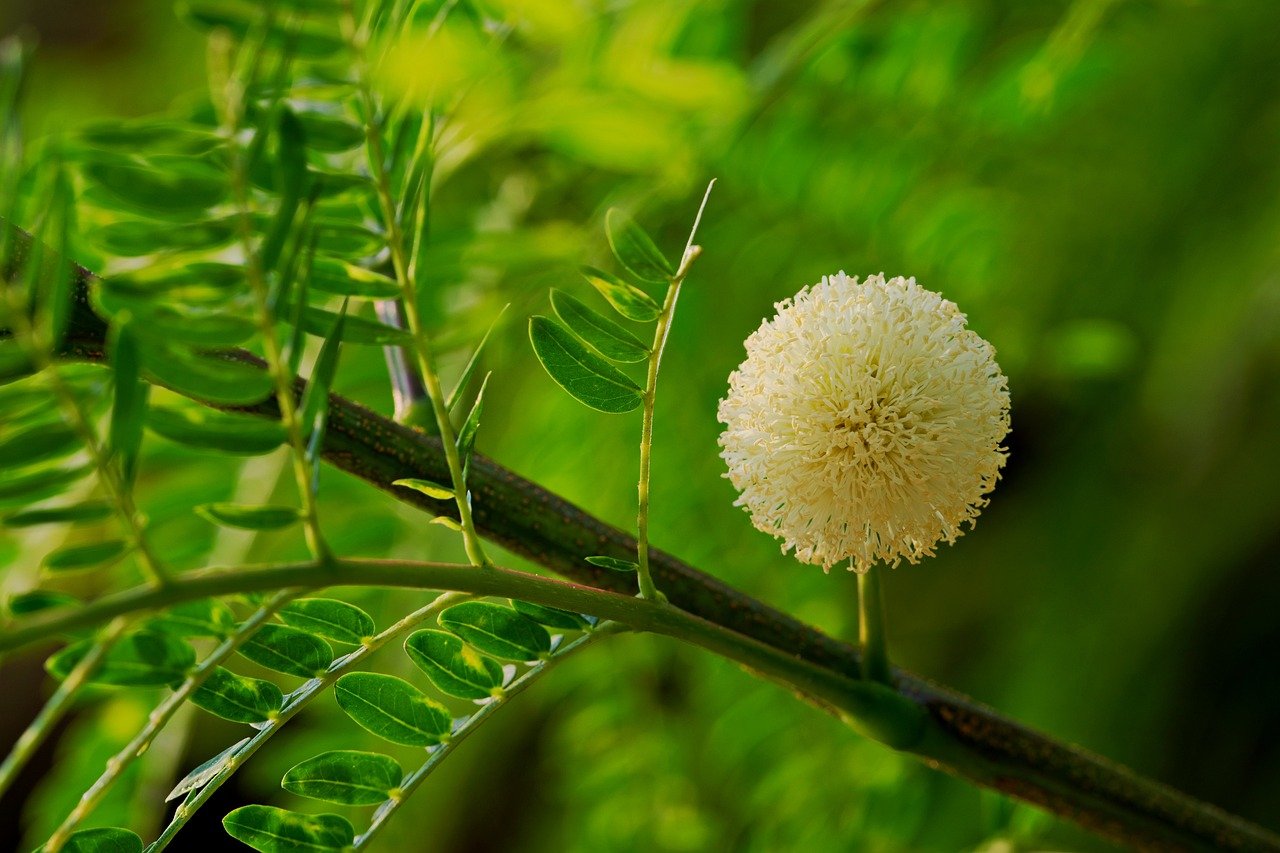 타마린드 추출물 (Tamarind Extract)