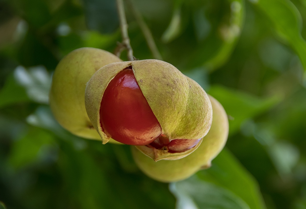 타마린드씨추출물 (Tamarind Seed Extract)