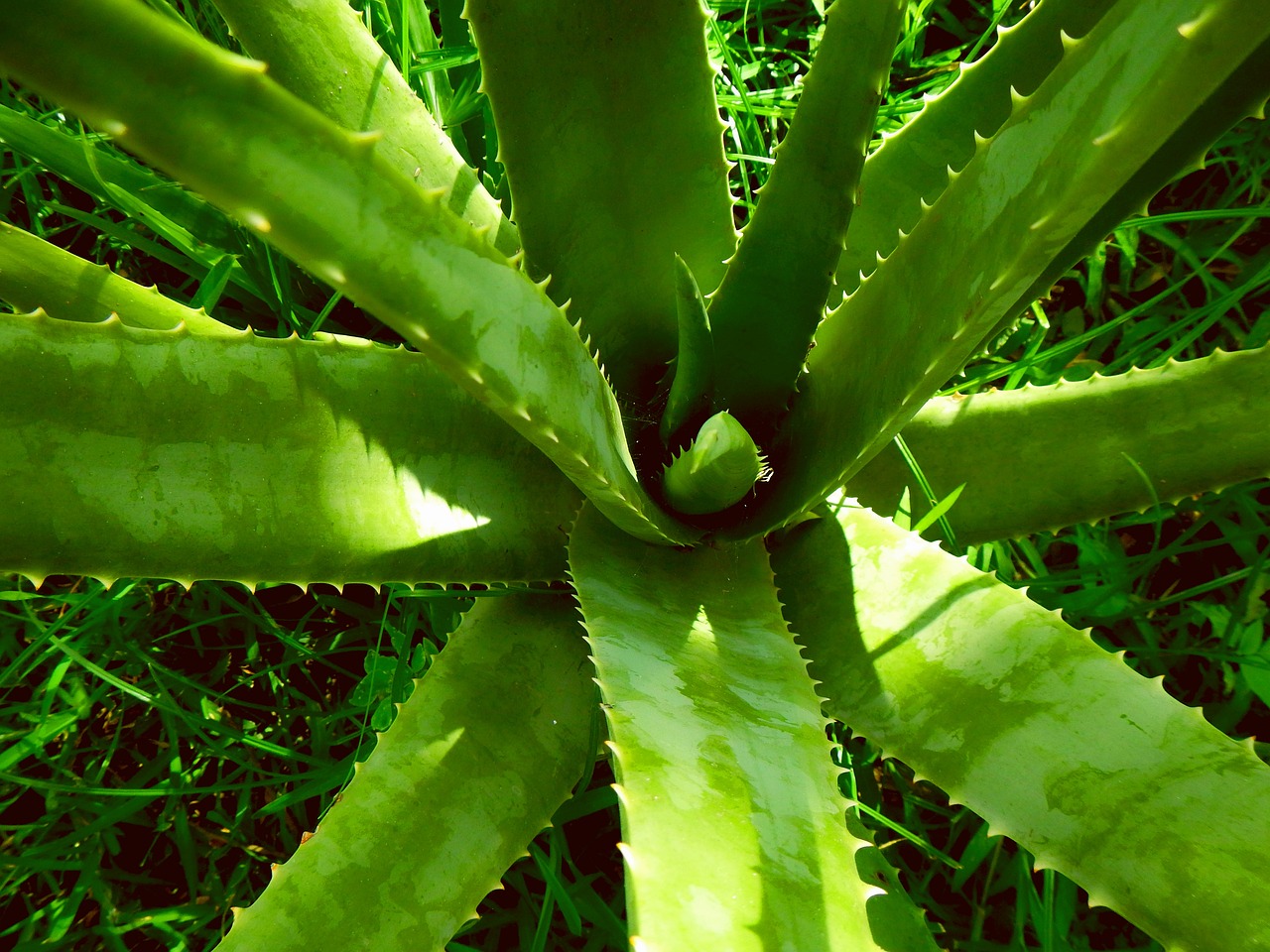 알로에베라추출물 (Aloe Vera Extract)