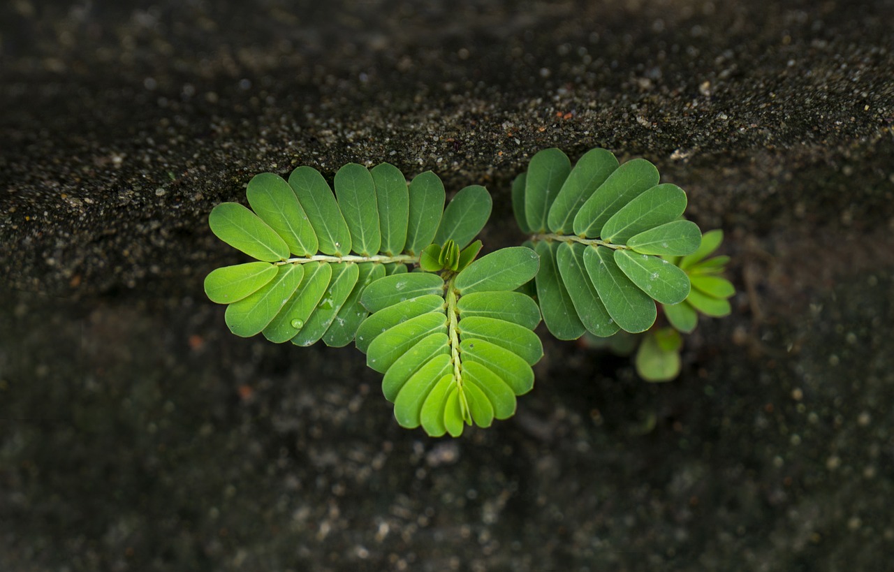 타마린드 추출물 (Tamarind Extract)