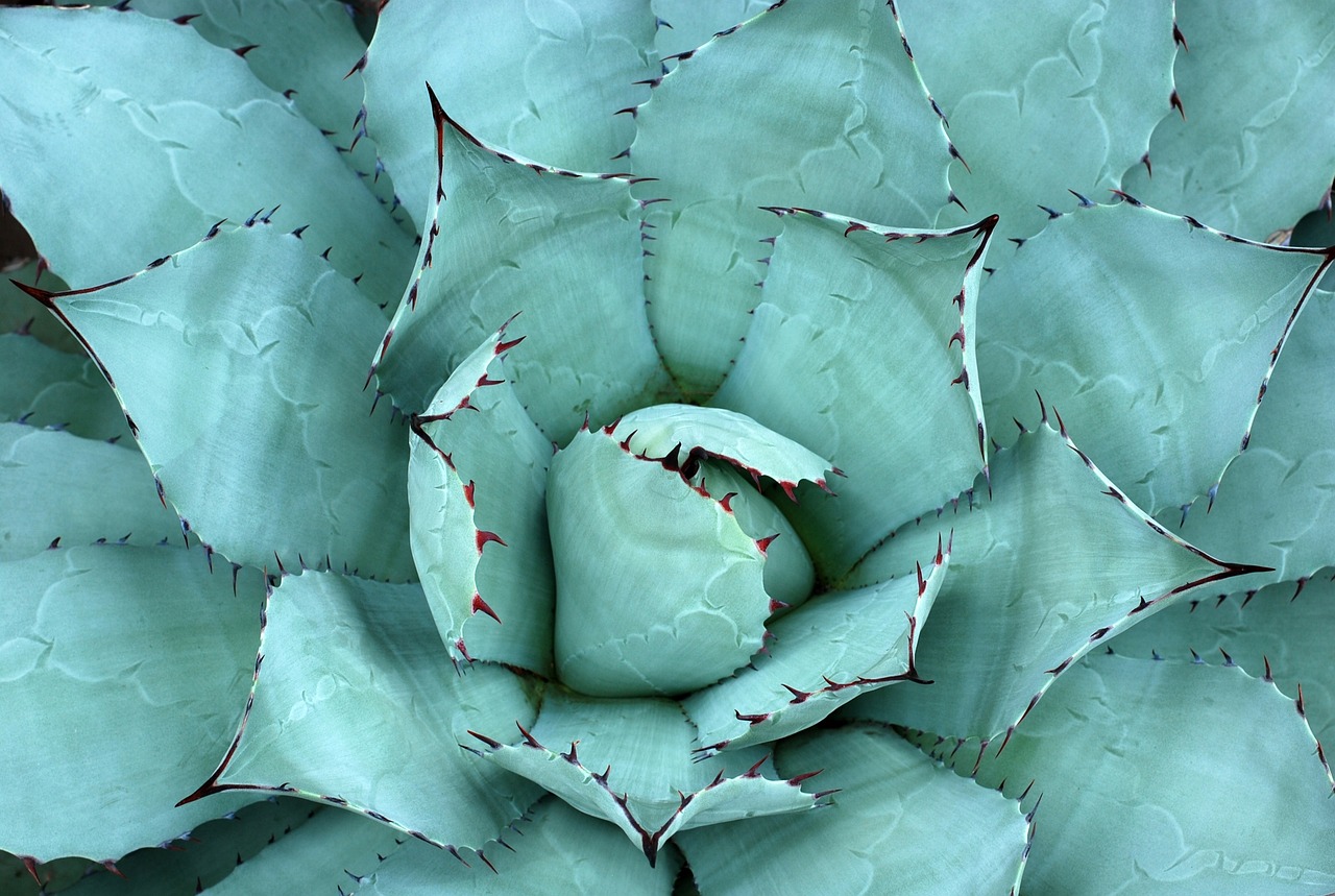 알로에베라추출물 (Aloe Vera Extract)